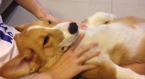 マッサージを受けるコーギー犬に関連した画像-02