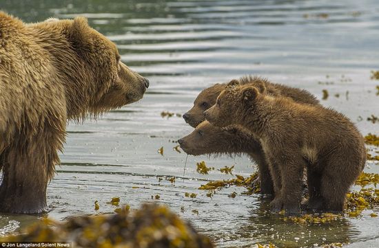泳げない小グマを3匹、背中に乗せて川を渡るグリズリーのお母さんに関連した画像-02