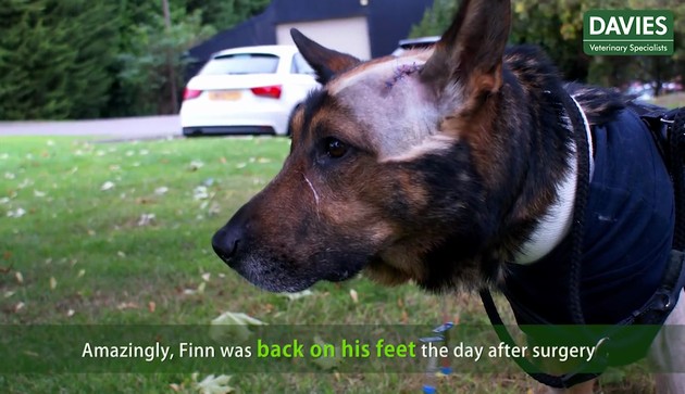 警察犬フィン君に関連した画像-07
