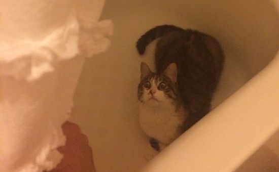 「え?なんで急に帰ってきたの!」と言いたげな猫の画像に関連した画像-08