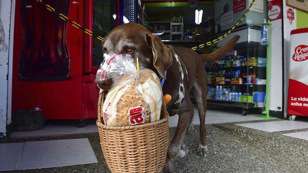 コロンビア 犬 配達に関連した画像-04