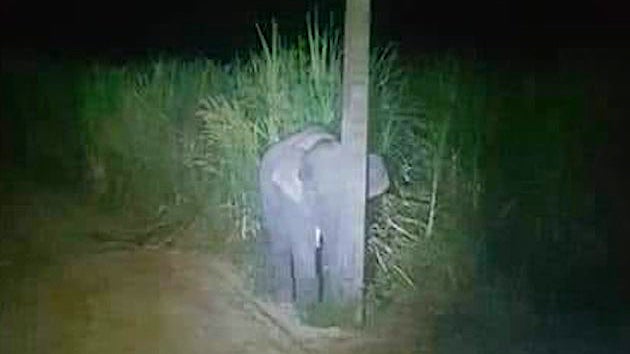 タイ 象 さとうきび ゾウ