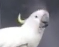 キバタンに関連した画像-05