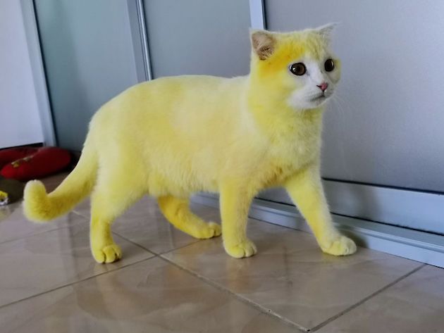 タイ 猫 ピカチュウ