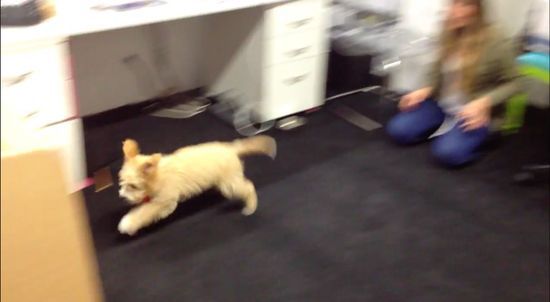 犬縮小マシンに関連した画像-03