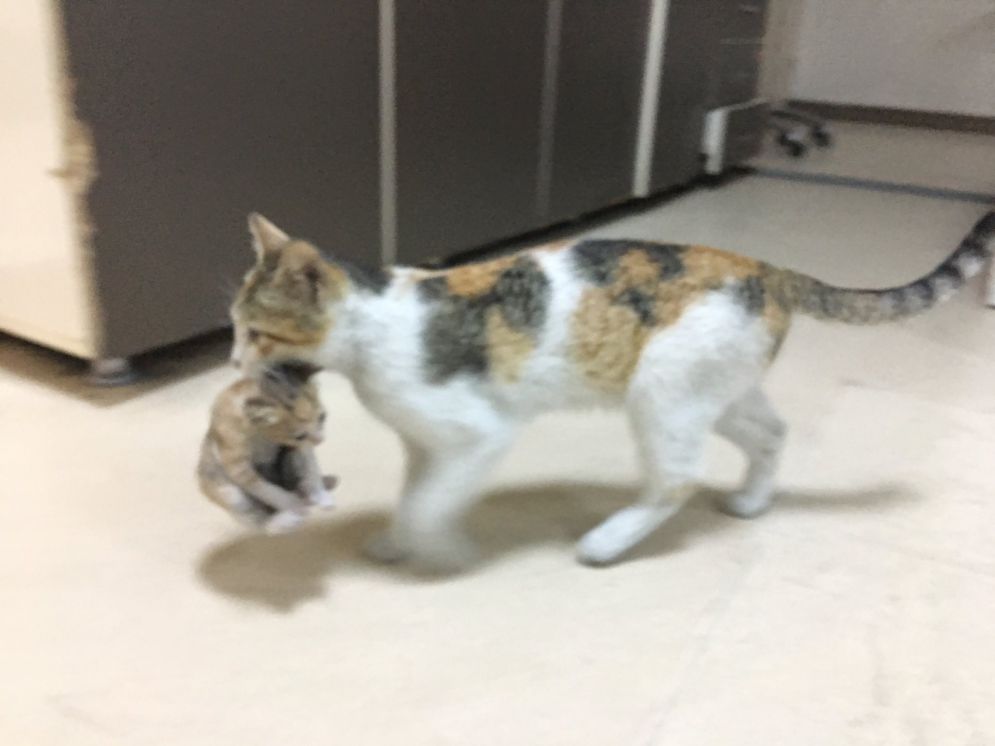 病院　子猫　病院　トルコに関連した画像-01