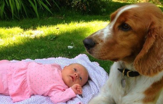 犬よりも猫の方が絶対に素晴らしいに関連した画像-14