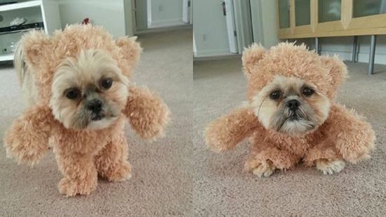 シーズー犬・マンチキンに関連した画像-01