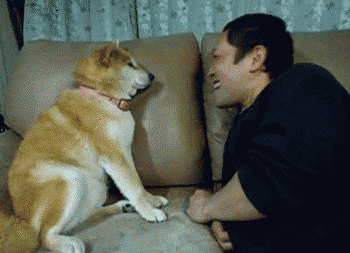 柴犬の拒む瞬間6連パチューに関連した画像-03