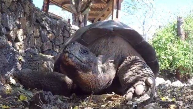 絶倫 ゾウガメ ディエゴに関連した画像-04