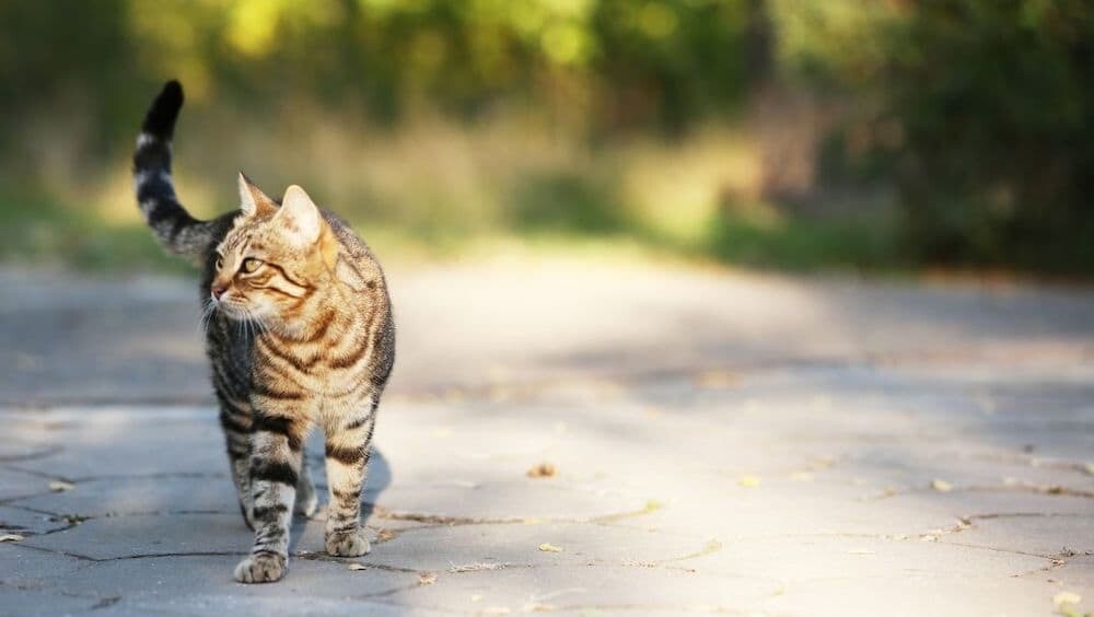 ニュージーランド　ネコ　猫　狩猟大会