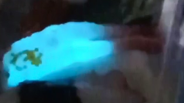 発光する寿司 エビ タイ 発光細菌