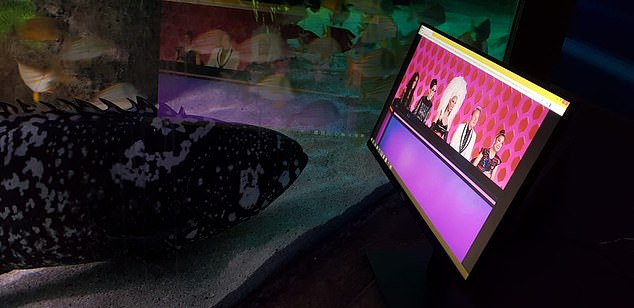 イギリス 水族館 ネットフリックスに関連した画像-03
