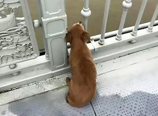 中国 飛び降り 犬に関連した画像-04