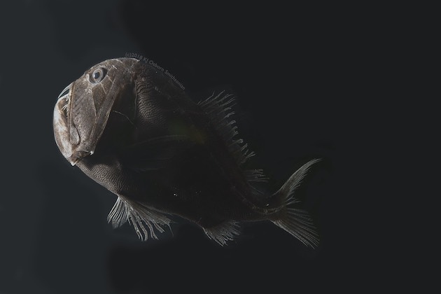 ウルトラブラックフィッシュ 世界一黒い魚