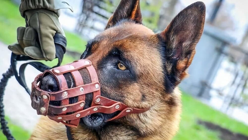 ロシア ウクライナ 軍用犬