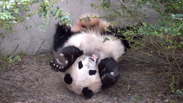 双子姉妹のパンダ「Meilun(メイルン)」と「MeiHuan(メイファン)」に関連した画像-03