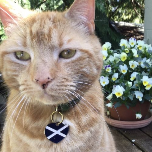 議員 猫 尻尾に関連した画像-05