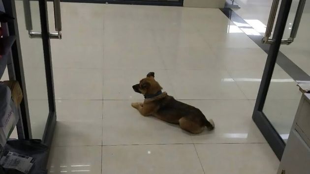 中国 病院 犬 ハチ公に関連した画像-01