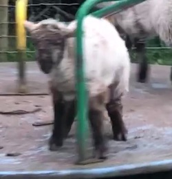 ロックダウン中のイギリスで子羊の群れが回転遊具に集結 めっちゃ回ってるんやがｗｗｗｗｗ ユルクヤル 外国人から見た世界