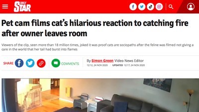 猫 ネコ しっぽ 引火 冷静