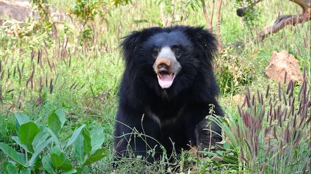 クマに襲われる死亡事故に関連した画像-01