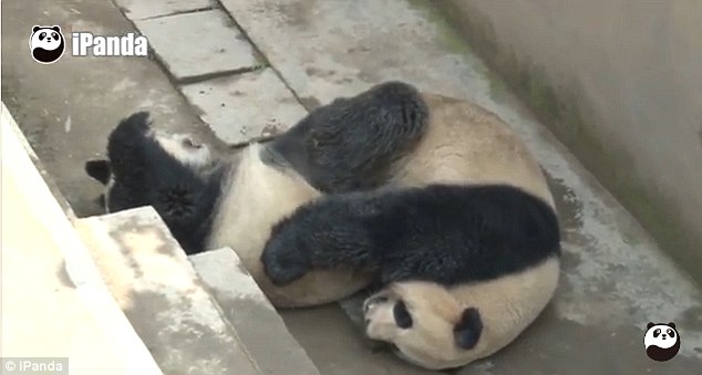 パンダの交尾時間が世界最長を記録に関連した画像-03