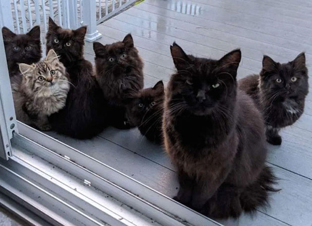 カナダ 猫 子猫 野良