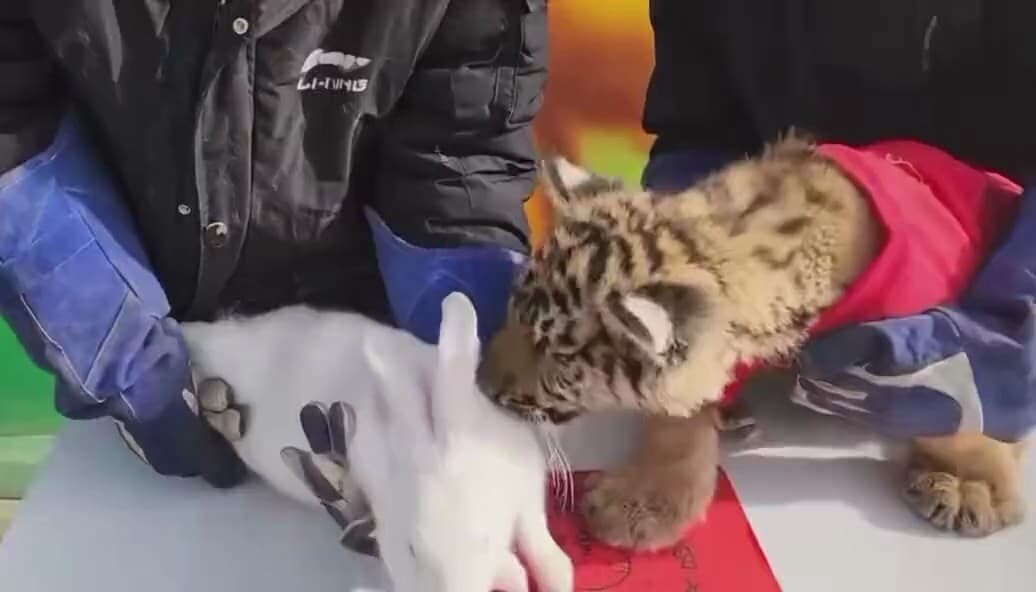 中国 動物園 ウサギ トラ 春節 旧正月