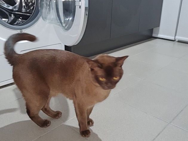 洗濯機　猫　オーストラリアに関連した画像-02