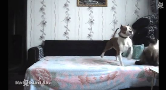 ベッドに上がることを禁止された犬に関連した画像-08