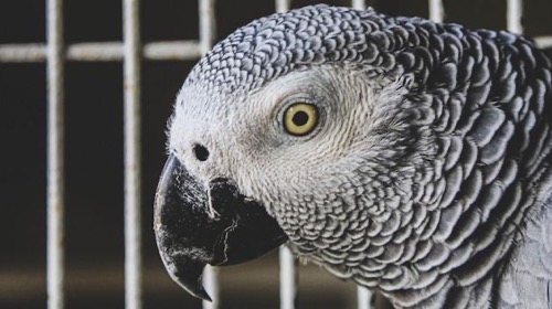 イギリス ヨウム インコ 罵り