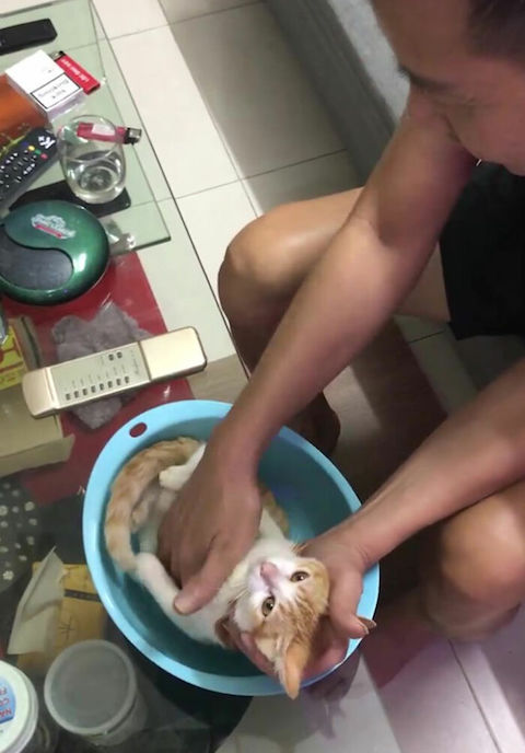ベトナム 猫 ネコ 沐浴