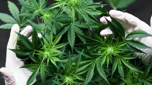 インド 大麻 麻薬 警察 腐敗
