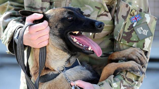 英国特殊部隊SASの軍用犬に関連した画像-01