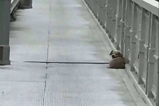 中国 飛び降り 犬に関連した画像-03