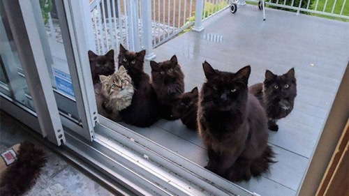 カナダ 猫 子猫に関連した画像-01