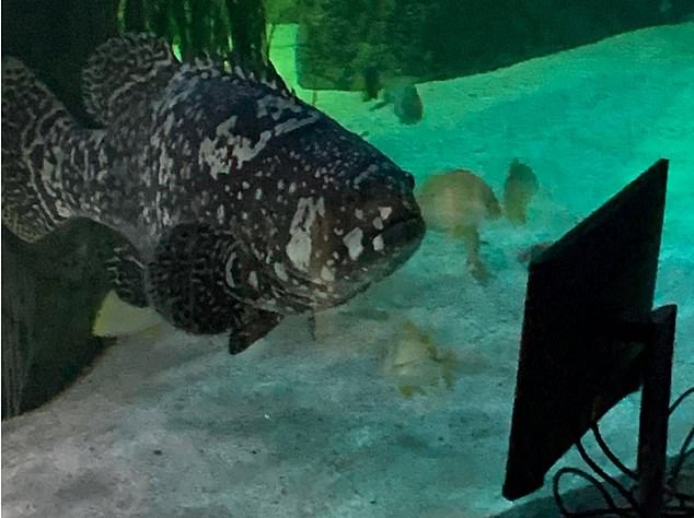 イギリス 水族館 ネットフリックスに関連した画像-04