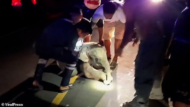 タイ　ゾウ　象　心臓マッサージ　心肺蘇生法　CPR　バイク事故