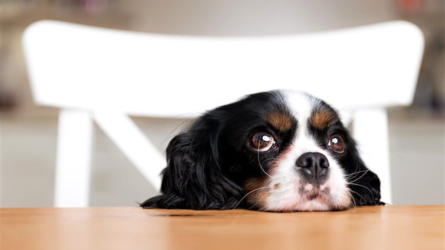 犬が悲しそうな目をする理由に関連した画像-01