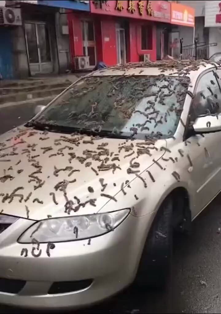 中国 ミミズ ミミズの雨
