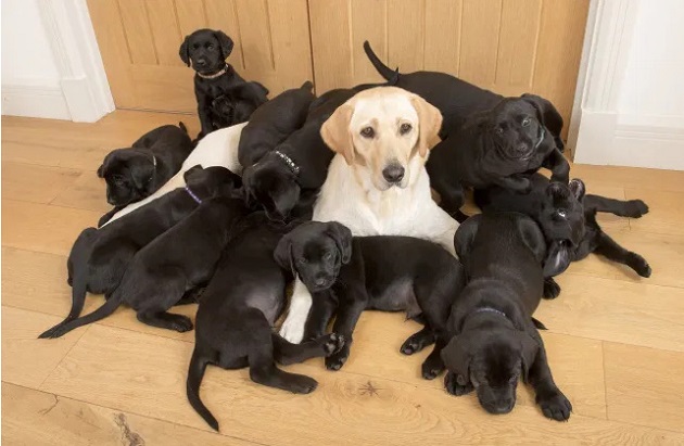 イギリス 子犬 ブラックに関連した画像-03