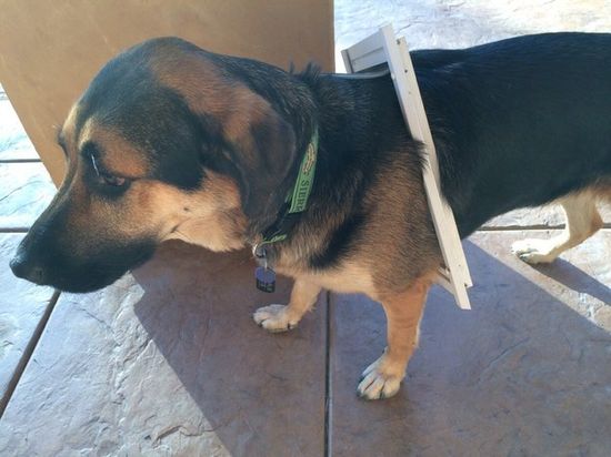 犬を飼うと分かる、その理想と現実に関連した画像-19