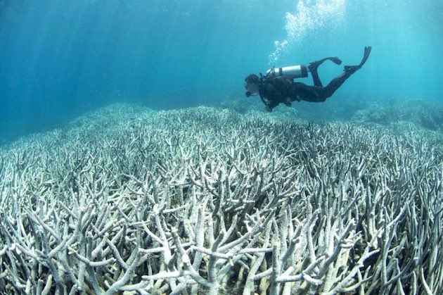 「グレートバリアリーフ」に全滅宣言に関連した画像-04