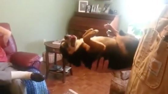 嫌いな飼い主に抱きかかえられ、チワワは死んだふりに関連した画像-01
