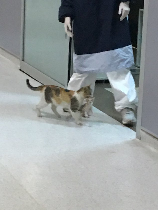 トルコ 猫 病院に関連した画像-02
