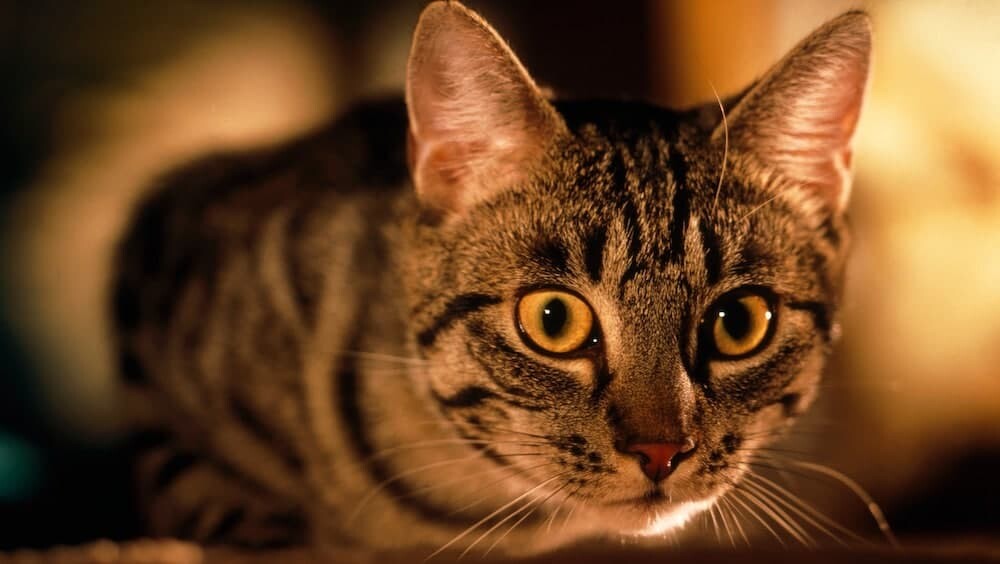 コウモリ ネコ 猫 ロシア イギリス