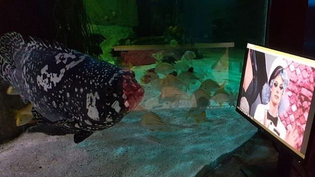 イギリス 水族館 ネットフリックスに関連した画像-01