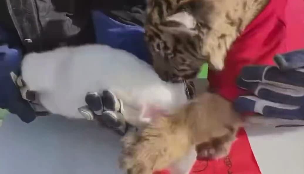 中国 動物園 ウサギ トラ 春節 旧正月