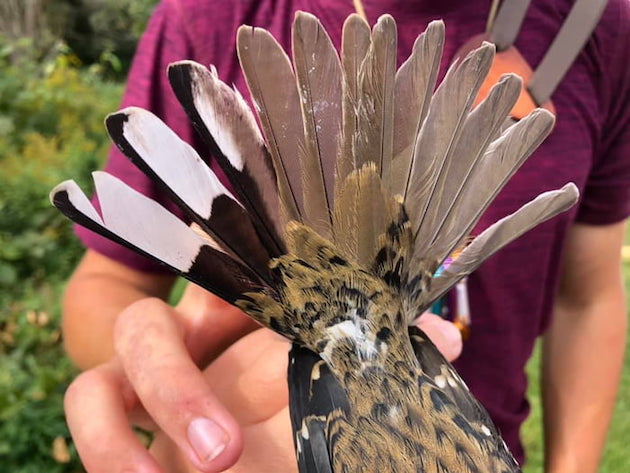 ムネアカイカル アメリカ 鳥 雌雄モザイク